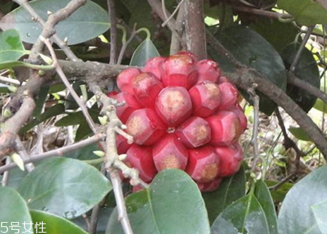 黑老虎果多少錢一斤 黑老虎果什么時(shí)候成熟 黑老虎果多少錢一斤 黑老虎果什么時(shí)候成熟