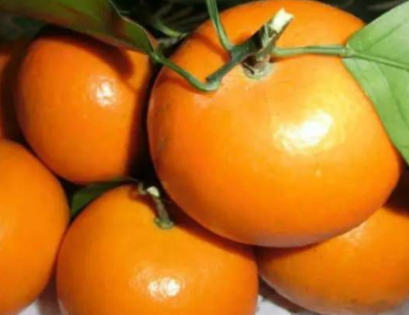 沃柑是橘子還是橙子？沃柑是熱性還是涼性