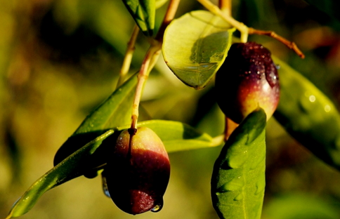 橄欖發(fā)霉可以吃嗎 橄欖發(fā)白怎么回事 橄欖發(fā)霉可以吃嗎 橄欖發(fā)白怎么回事