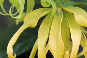 依蘭精油可以豐胸嗎？依蘭精油怎么豐胸