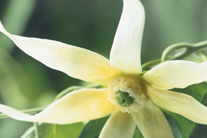 依蘭精油是什么味道？依蘭精油好聞嗎