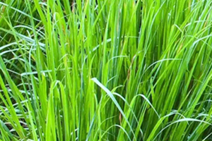 檸檬草精油怎么用？檸檬草精油使用禁忌