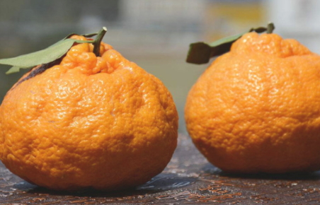 丑橘上火嗎？丑橘是上火還是下火