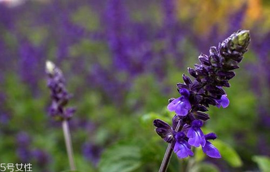 精油用在護(hù)膚哪一步 精油護(hù)膚的好處 精油用在護(hù)膚哪一步 精油護(hù)膚的好處