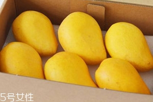 臺農(nóng)芒果上市時間 臺農(nóng)芒果什么時候成熟 臺農(nóng)芒果上市時間 臺農(nóng)芒果什么時候成熟