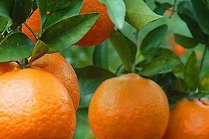 椪柑上火嗎？椪柑上火還是下火