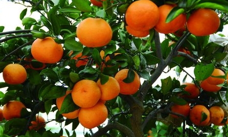 椪柑上火嗎？椪柑上火還是下火