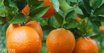 椪柑多少錢一斤？椪柑市場(chǎng)行情