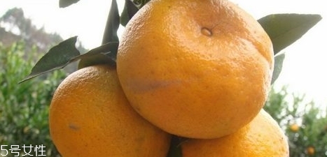 椪柑多少錢一斤？椪柑市場(chǎng)行情