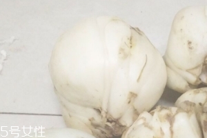 新鮮百合能種嗎？新鮮百合好種植嗎？