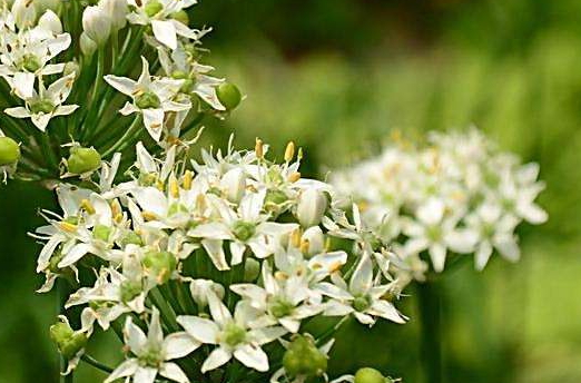 韭菜花多少錢一斤？韭菜花市場(chǎng)行情