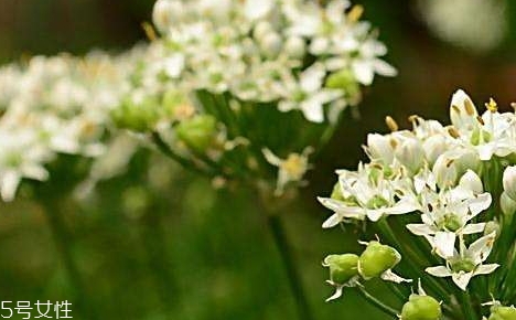 韭菜花的營養(yǎng)價值 韭菜花的功效作用 韭菜花的營養(yǎng)價值 韭菜花的功效作用