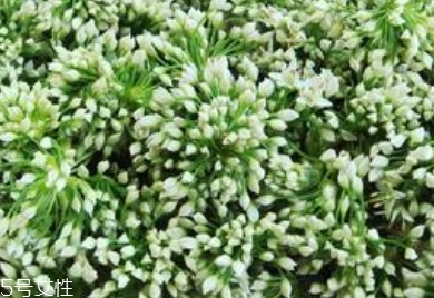 韭菜花的營養(yǎng)價值 韭菜花的功效作用 韭菜花的營養(yǎng)價值 韭菜花的功效作用