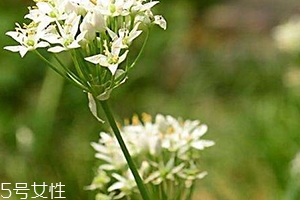 韭菜花和韭菜的區(qū)別 韭菜花是韭菜長(zhǎng)出來的花嗎