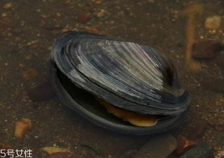 河蚌是發(fā)物嗎 河蚌是熱性還是寒性 河蚌是發(fā)物嗎 河蚌是熱性還是寒性