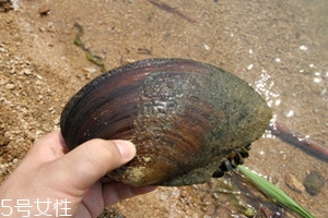 河蚌是發(fā)物嗎 河蚌是熱性還是寒性 河蚌是發(fā)物嗎 河蚌是熱性還是寒性