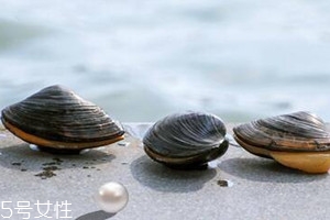 河蚌什么時(shí)候上市 河蚌什么季節(jié)成熟 河蚌什么時(shí)候上市 河蚌什么季節(jié)成熟