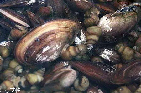 河蚌里面黃黃的能吃嗎 河蚌里面黃黃的是什么 河蚌里面黃黃的能吃嗎 河蚌里面黃黃的是什么