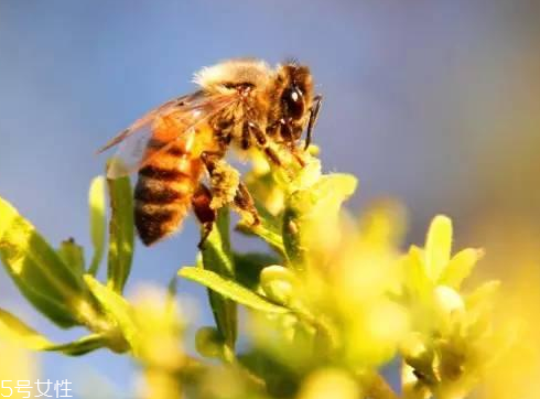 巴西綠蜂膠價格 巴西綠蜂膠貴不貴？