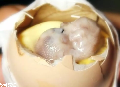 雞仔胎怎么煮？雞仔胎這樣做更美味