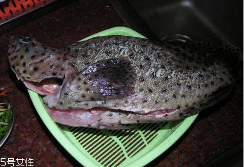 老鼠斑多少錢(qián)一斤 老鼠斑多少錢(qián)一斤2018 老鼠斑多少錢(qián)一斤 老鼠斑多少錢(qián)一斤2018