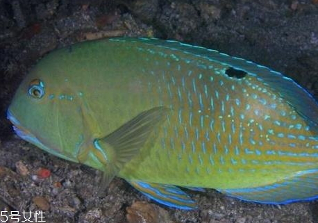 青衣魚(yú)多少錢一斤 青衣魚(yú)和蘇眉魚(yú)如何區(qū)分