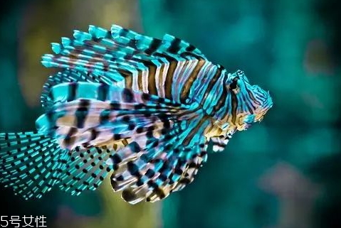 青衣魚(yú)多少錢一斤 青衣魚(yú)和蘇眉魚(yú)如何區(qū)分