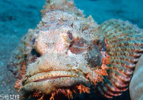 石頭魚的營養(yǎng)價值 石頭魚多少錢一斤2018 石頭魚的營養(yǎng)價值 石頭魚多少錢一斤2018