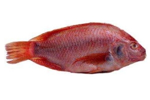 加吉魚多少錢一斤2018 加吉魚怎么選購(gòu)