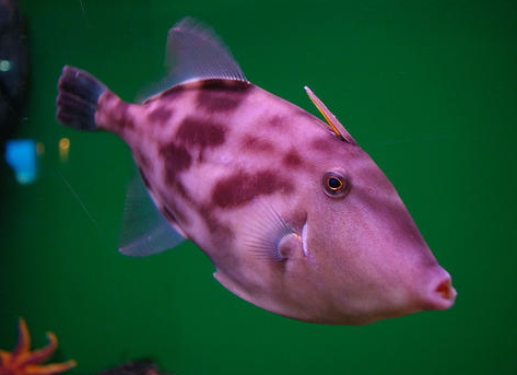 馬面魚多少錢一斤2018 馬面魚的選購(gòu)技巧