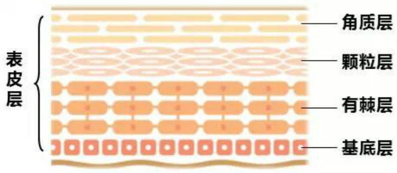 干性肌膚怎么抗皺 干性肌抗皺注意三點(diǎn) 干性肌膚怎么抗皺 干性肌抗皺注意三點(diǎn)