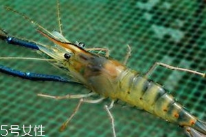 羅氏蝦什么時(shí)候上市 羅氏蝦最肥的季節(jié) 羅氏蝦什么時(shí)候上市 羅氏蝦最肥的季節(jié)