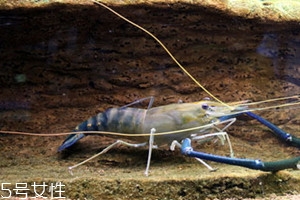 羅氏蝦怎么洗干凈圖解 羅氏蝦怎么去掉內(nèi)臟