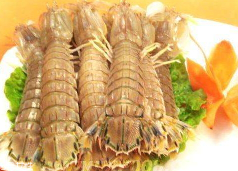 瀨尿蝦多少錢一斤2018 瀨尿蝦的挑選技巧 瀨尿蝦多少錢一斤2018 瀨尿蝦的挑選技巧