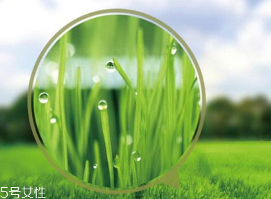 大麥若葉青汁是什么做的？