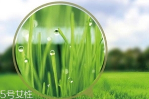 大麥若葉青汁會過敏嗎？