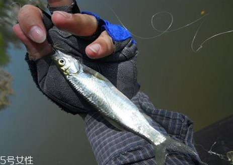 白條魚多少錢一斤 白條魚的選購技巧 白條魚多少錢一斤 白條魚的選購技巧