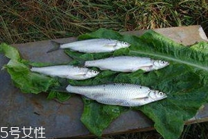 白條魚多少錢一斤 白條魚的選購技巧 白條魚多少錢一斤 白條魚的選購技巧
