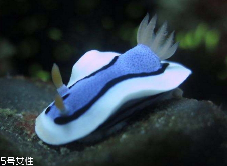 海兔不能和什么一起吃 海兔和什么相克 海兔不能和什么一起吃 海兔和什么相克