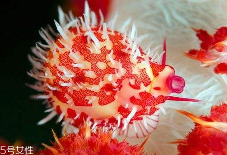 海兔不能和什么一起吃 海兔和什么相克 海兔不能和什么一起吃 海兔和什么相克