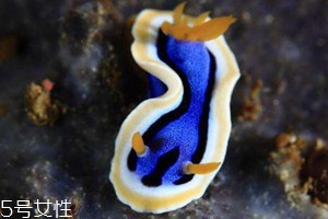 海兔不能和什么一起吃 海兔和什么相克 海兔不能和什么一起吃 海兔和什么相克