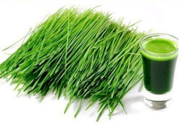 大麥若葉青汁小孩可以喝嗎？