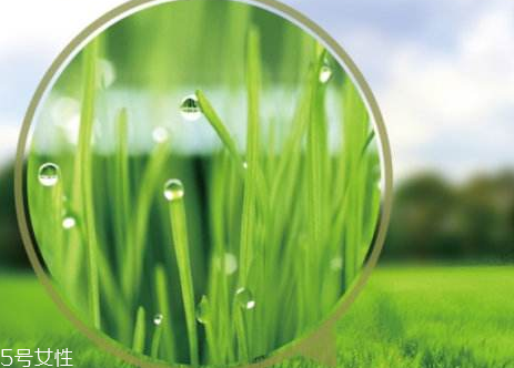 大麥若葉青汁降血壓?jiǎn)幔? alt=