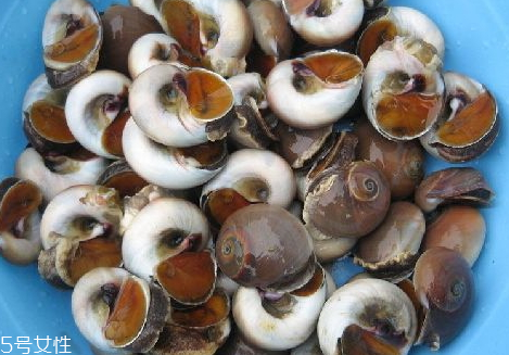 香螺什么季節(jié)最肥 香螺什么時(shí)候有 香螺什么季節(jié)最肥 香螺什么時(shí)候有