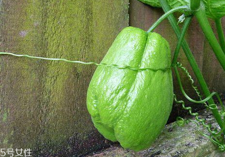 佛手瓜什么時(shí)候種最好 佛手瓜的育苗時(shí)間 佛手瓜什么時(shí)候種最好 佛手瓜的育苗時(shí)間