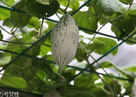 老鼠瓜什么時候種植 老鼠瓜種子怎樣發(fā)芽 老鼠瓜什么時候種植 老鼠瓜種子怎樣發(fā)芽