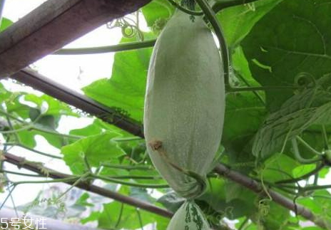 老鼠瓜什么時候種植 老鼠瓜種子怎樣發(fā)芽 老鼠瓜什么時候種植 老鼠瓜種子怎樣發(fā)芽