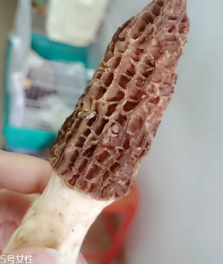 羊肚菌是什么東西？羊肚菌能吃嗎？