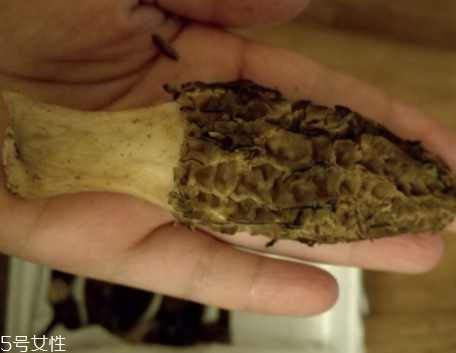 羊肚菌是怎么長(zhǎng)出來(lái)的？