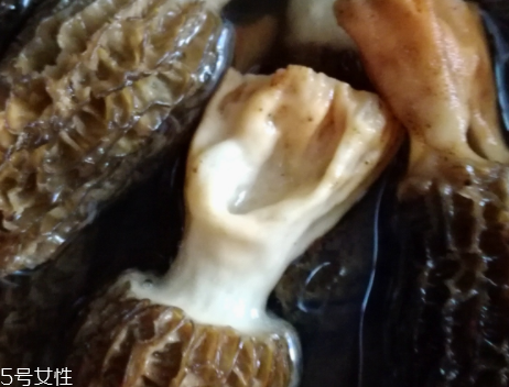 羊肚菌是怎么長(zhǎng)出來(lái)的？